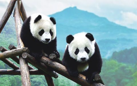 成都旅游全攻略，来一场参观中国熊猫之城的梦幻自由行