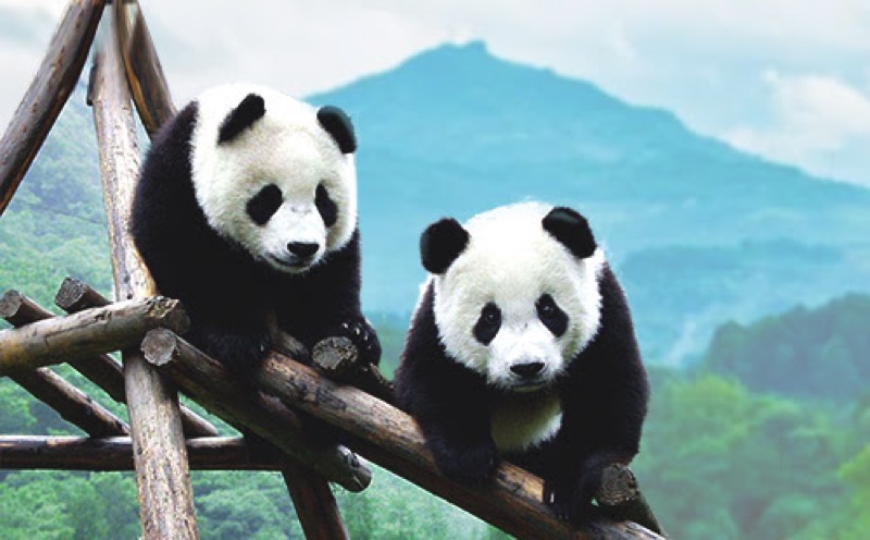 成都旅游全攻略，来一场参观中国熊猫之城的梦幻自由行
