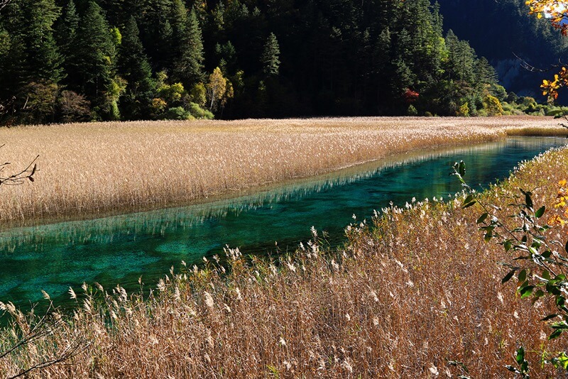 九寨沟芦苇湖