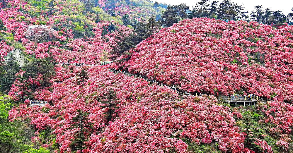 木兰云雾山:坐拥“十里花山”——郊野公园杜鹃花海