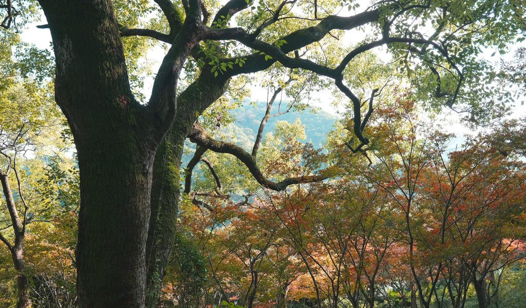 宁波北仑九峰山旅游区