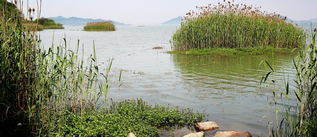 马山湿地
