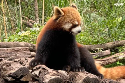 旅行的小熊猫