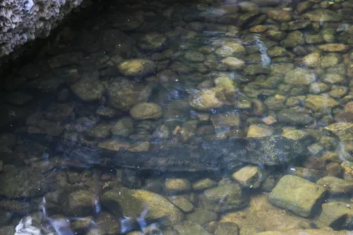 鱼影溯溪