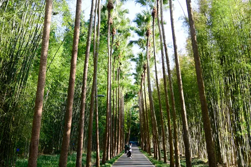 蒲葵大道