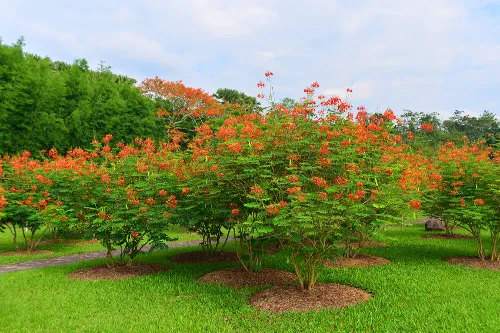 百花园