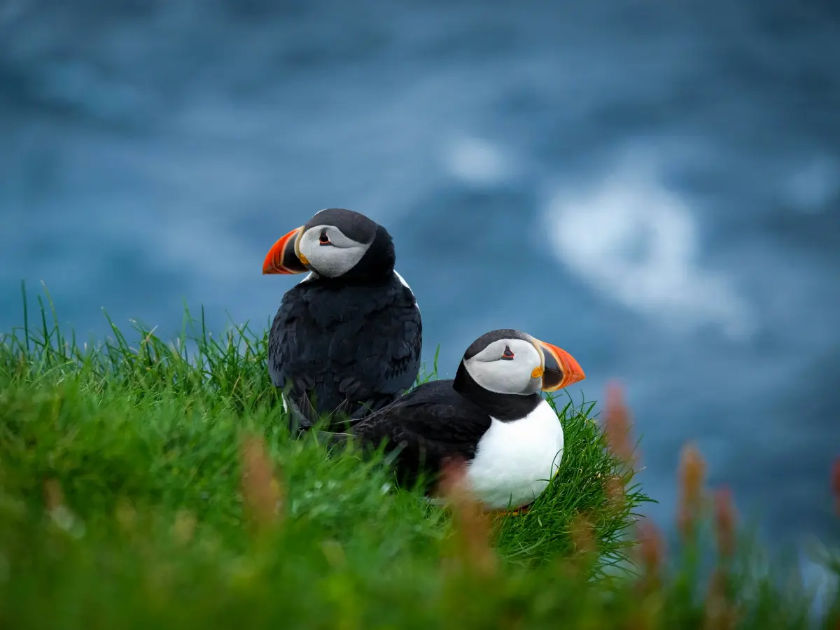 图片 6. 米基内斯岛 (Mykines) 的海鹦. Photo: Jessica Pamp on Unsplash