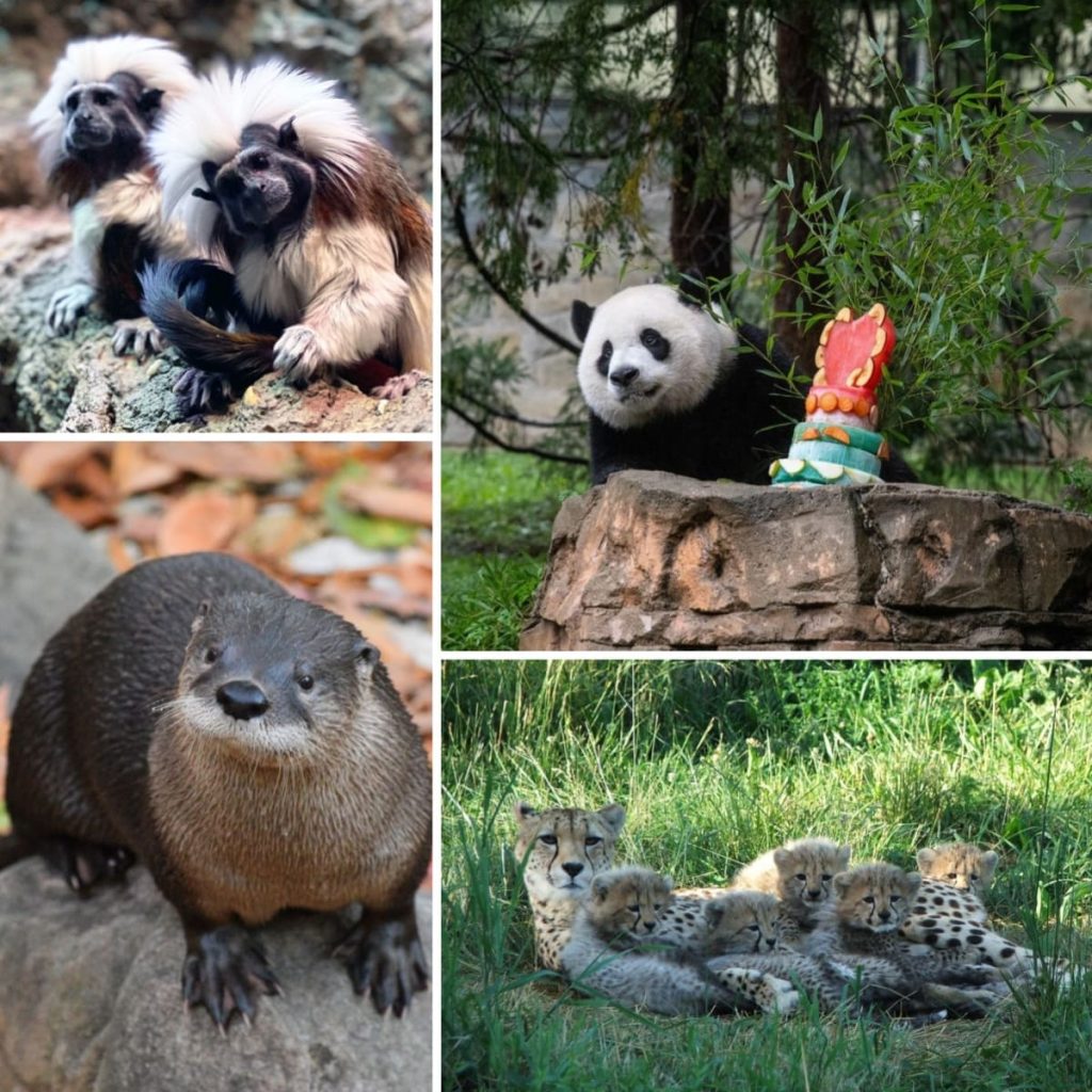 美国国立动物园里的动物